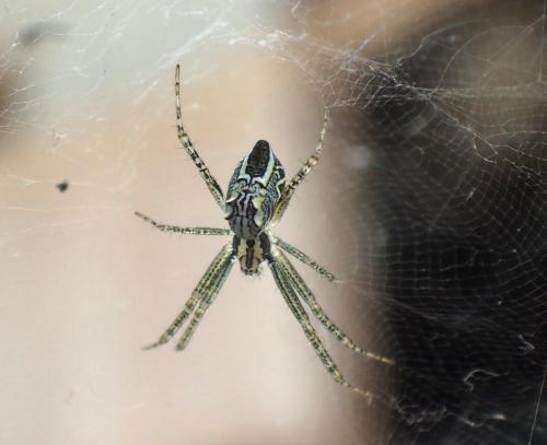 Cyrtophora cicatrosa
